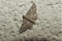 Gymnoscelis rufifasciata