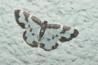 Lomaspilis marginata