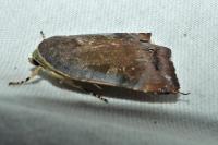 Noctua janthe/janthina