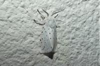 Spilosoma lubricipeda