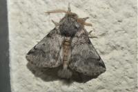 Thaumetopoea processionea