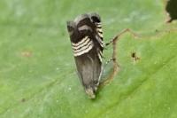 Grapholita compositella