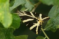 Euplagia quadripunctaria