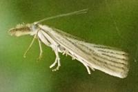 Agriphila straminella