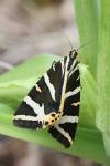 Euplagia quadripunctaria