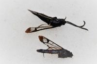 Synanthedon myopaeformis