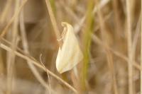 Rhodometra sacraria