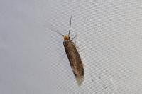 Cephimallota crassiflavella