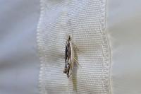 Ypsolopha scabrella