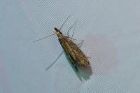 Aplota palpella