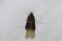 Eurodachtha siculella