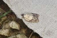 Acleris variegana