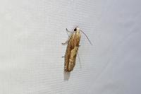 Eucosma gr. hohenwartiana
