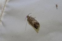 Cydia splendana