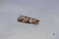 Acrobasis consociella