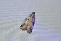 Acrobasis fallouella