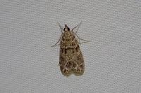 Eudonia mercurella