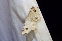Macaria notata