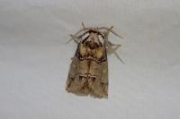 Drymonia velitaris
