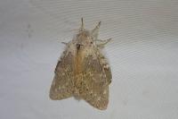 Stauropus fagi