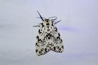Lymantria monacha