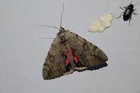 Catocala electa