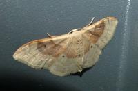 Idaea degeneraria
