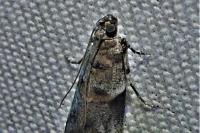 Acrobasis fallouella/glaucella