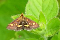 Pyrausta aurata