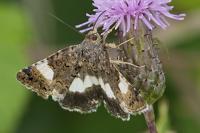 Tyta luctuosa
