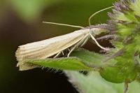 Agriphila straminella