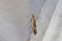 Ypsolopha scabrella