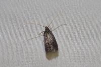 Eurodachtha siculella