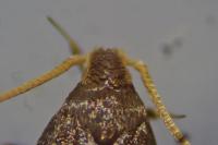 Lecithocera nigrana