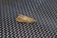 Dichrorampha acuminatana