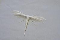 Pterophorus pentadactylus