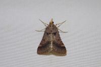 Stemmatophora brunnealis