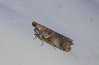 Acrobasis suavella