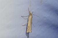 Ancylolomia tentaculella