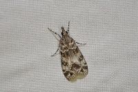 Eudonia mercurella