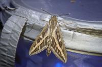 Hyles livornica