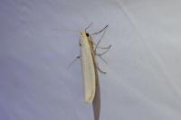Eilema caniola