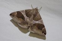 Dysgonia algira