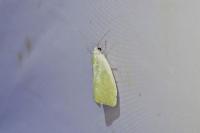 Earias clorana