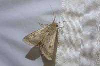 Helicoverpa armigera