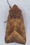 Hydraecia micacea
