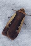 Ochropleura plecta