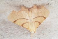 Ennomos erosaria