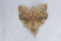 Stauropus fagi