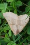 Crocallis elinguaria